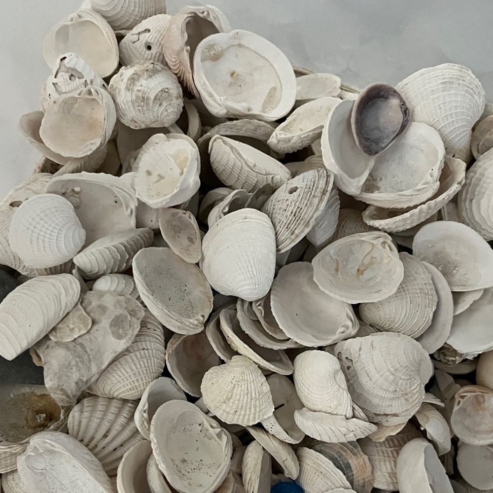 Assorted White Seashells - Picture 5 of 6